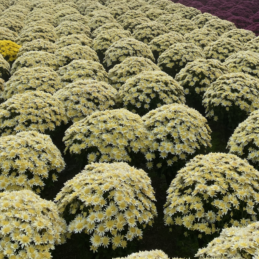 10" Garden Mum White