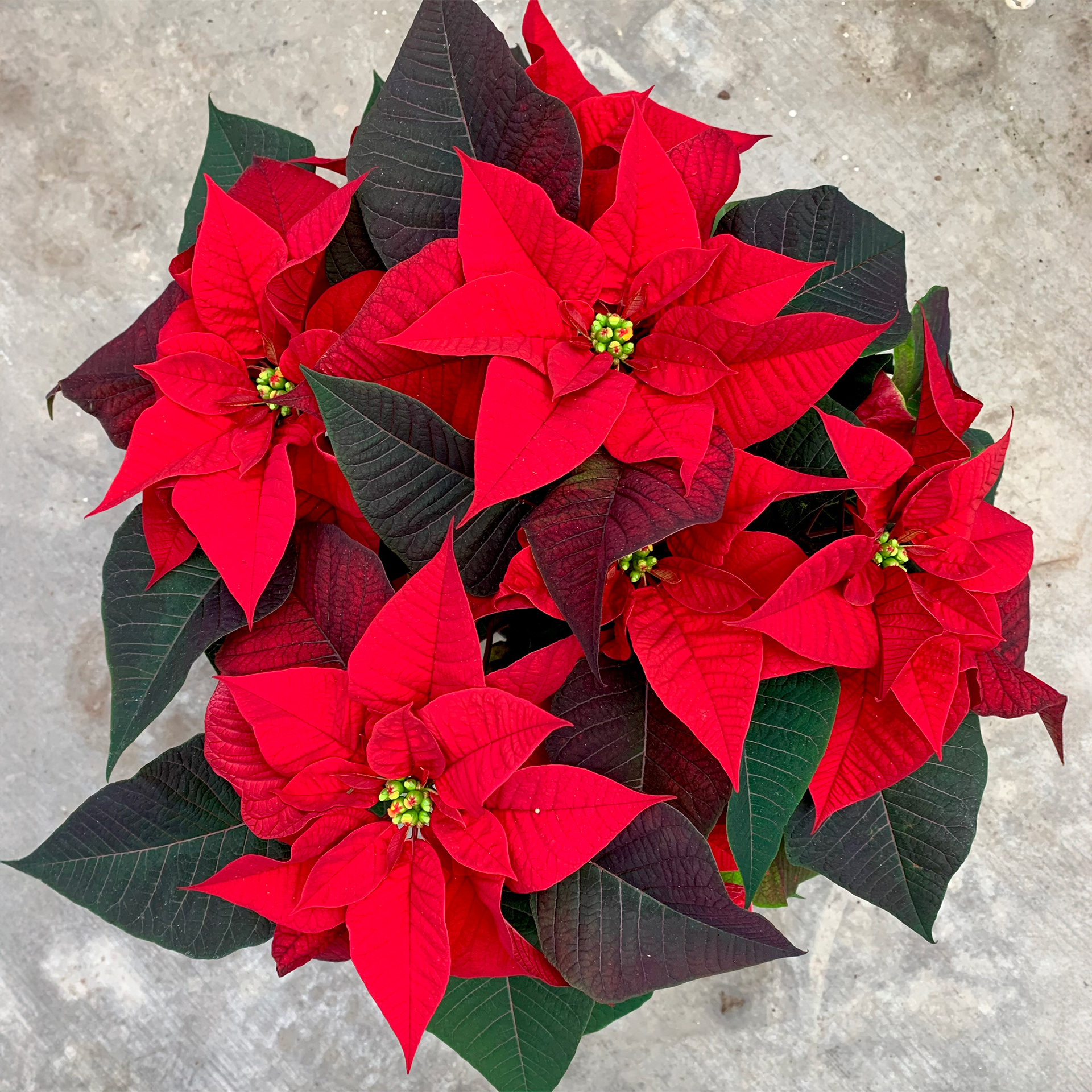 6" Poinsettia Red